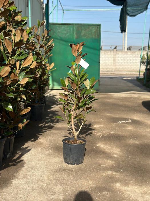 Магнолия Грандифлора ЛитлДжем Италия