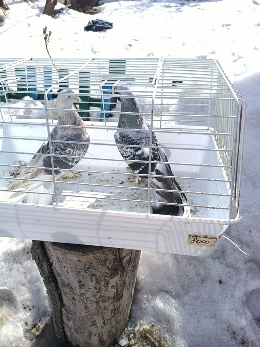 Продам разных голубей