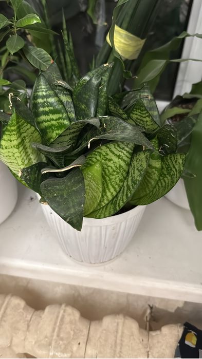 Комнатные цветы для дома