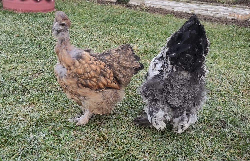 Găini pitice ( pereche )