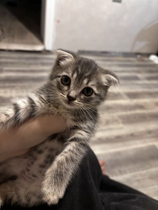 Котенок вислоухий девочка