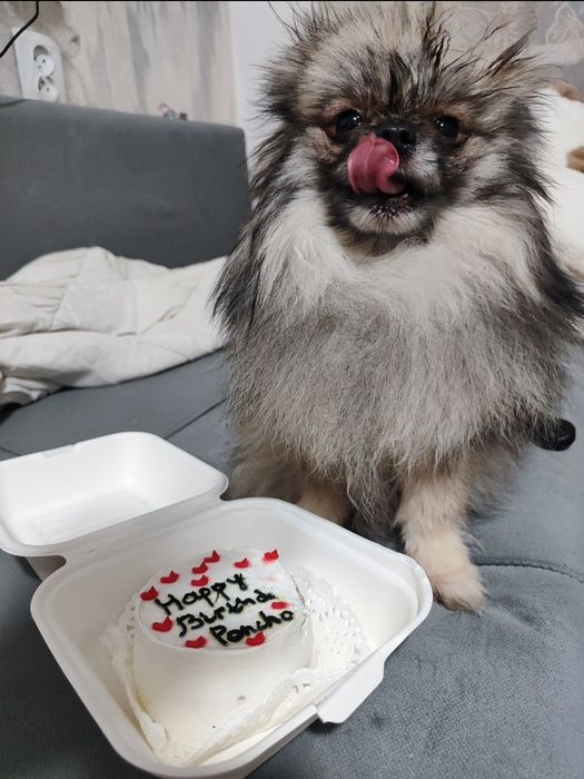 Померанский шпиц