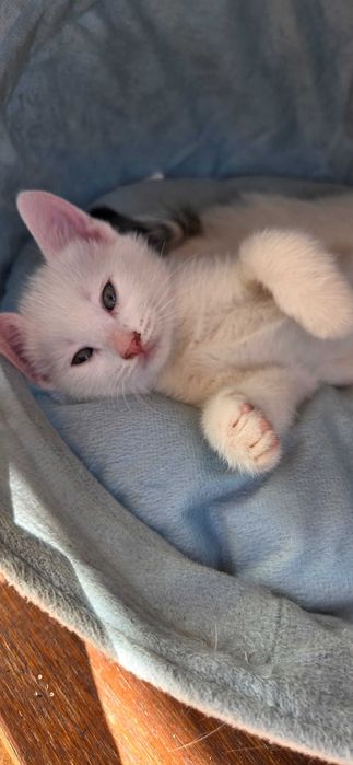Ofer spre adopție 2 pui și mamica lor