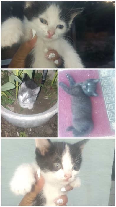 Отдам котят  в добрые руки