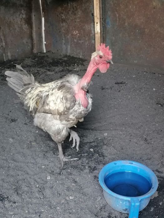 Продам двух петухов