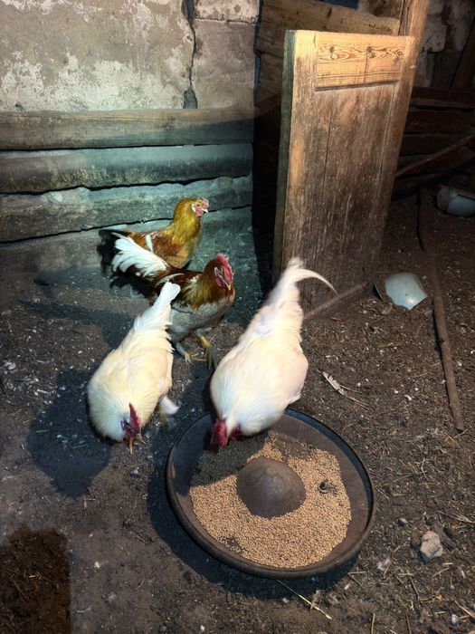 Продам петухов !