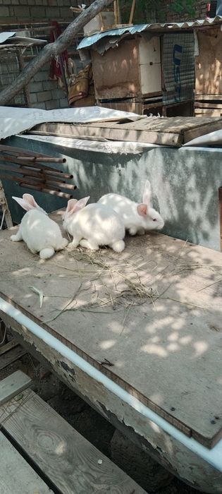 Quyon gosh bor sivejiy