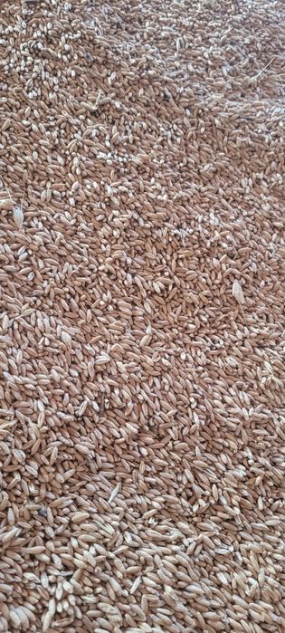Vand triticale și orzoaica de primavara