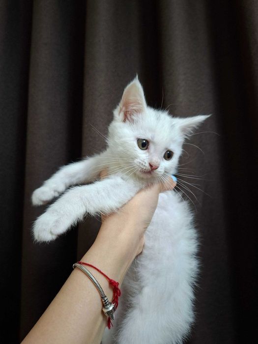 Очаровательные котята