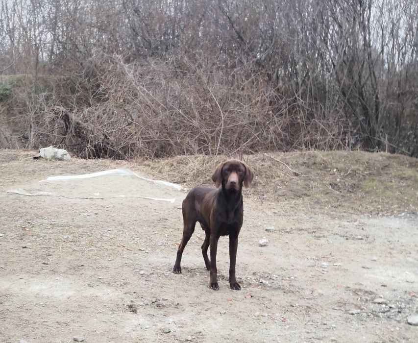 Brac german pentru donație