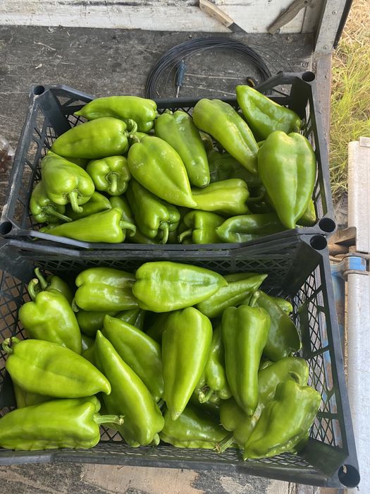 Пипер Капия Големи количества!