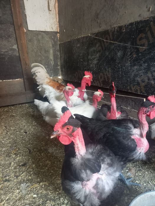 Голошейки цыплята