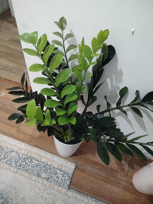 Домашние цветы..