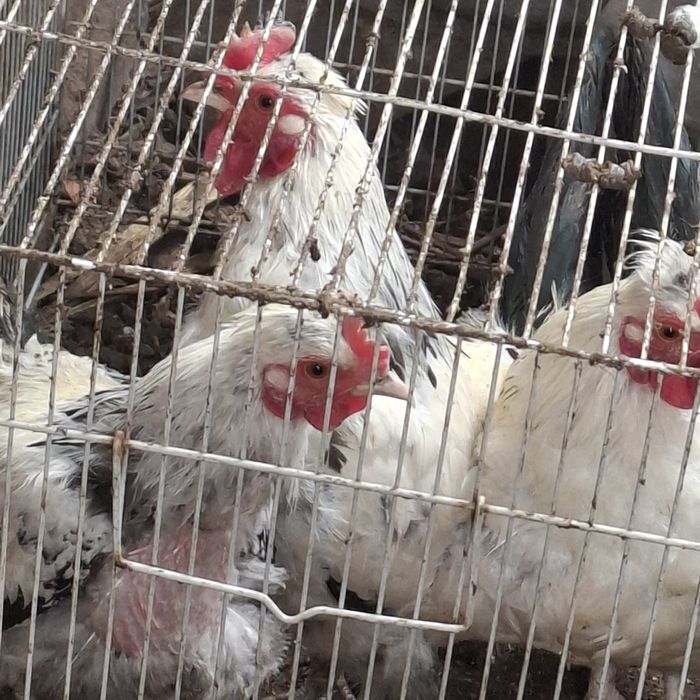 Продам карликовых петушков и курочек!