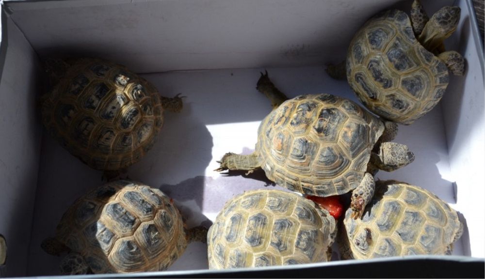 Сухопутная черепаха, Черепахи, сухопутные черепахи, черепаха