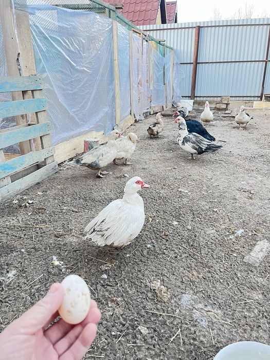 Индаутка жумырткасы бар аралас