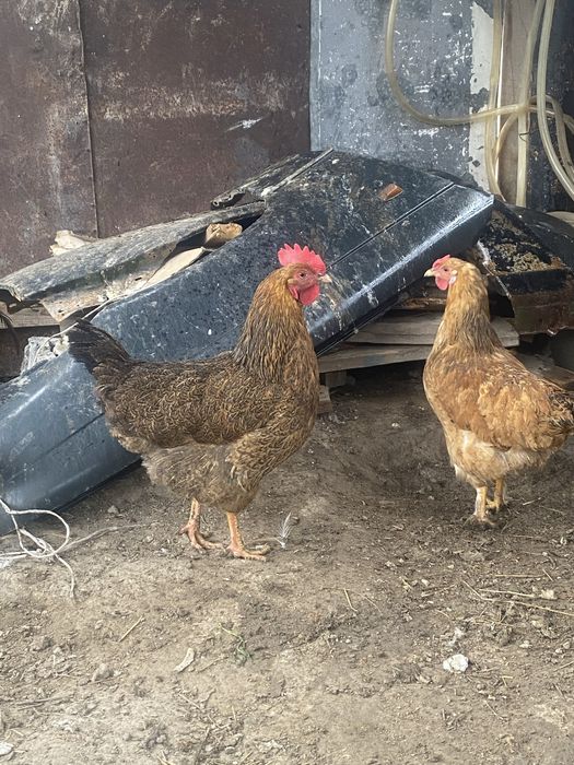 Кучинский куры  продам