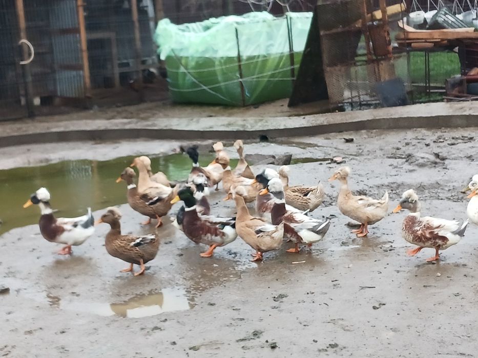 Rate românești moțate