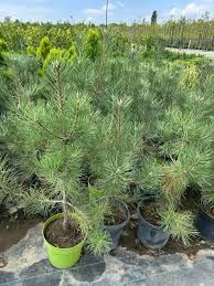 Vand brazi verzi la ghiveci și  pini la ghiveci