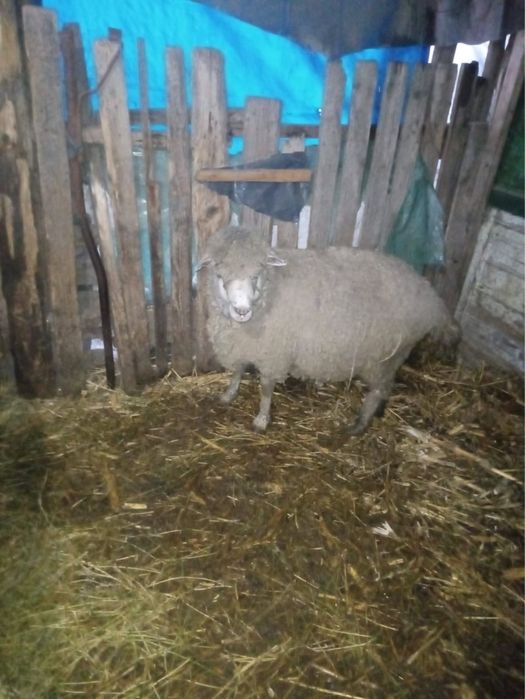 De vanzare pentru pastarma