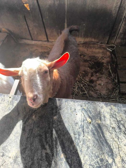 Аренда козла посуточно