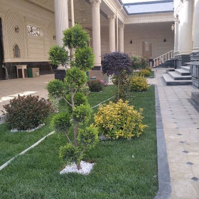 Savdonik gazon ekish archa stirichk qilish