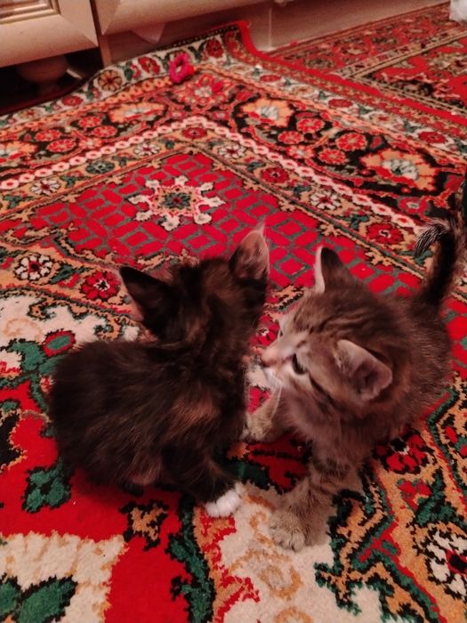 Катята одам бесплатна