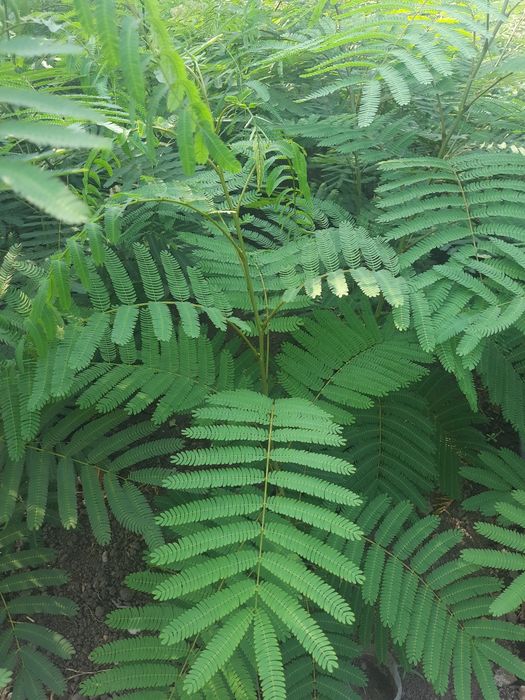 Arbore de mătase