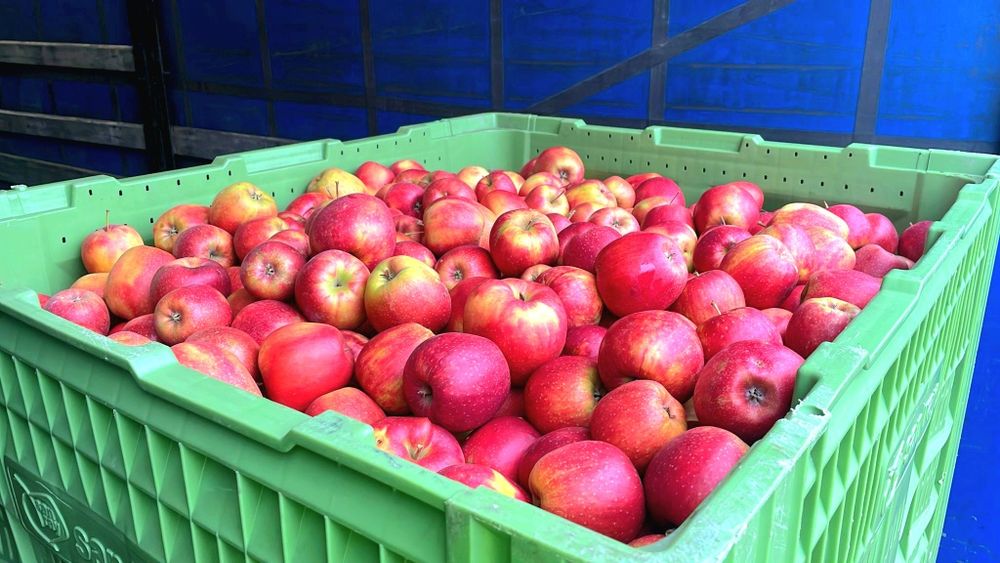 Vand mere Golden , Gala , Prince , Jeromir , Renet