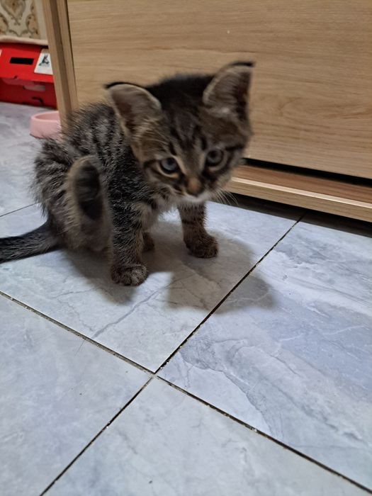 Пристраиваю котёнка мальчика