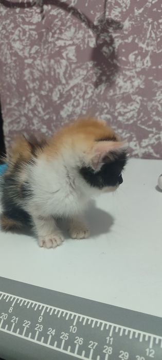 Mushiklar tekinga