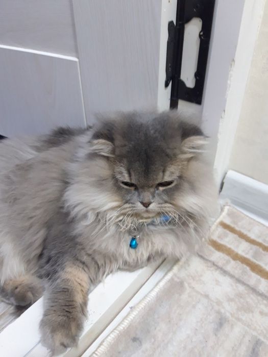 Сотилади  мушук домашний