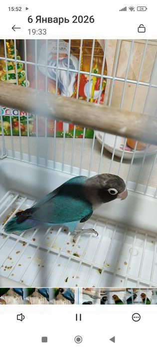 Неразлучники фишер . пара