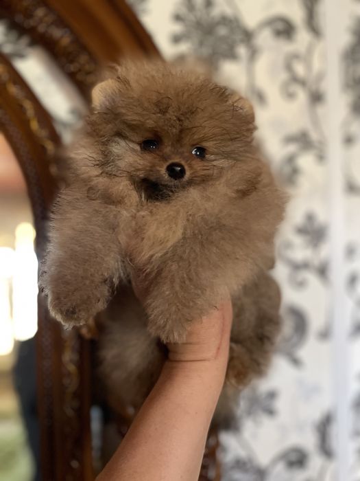 Щенки шпица