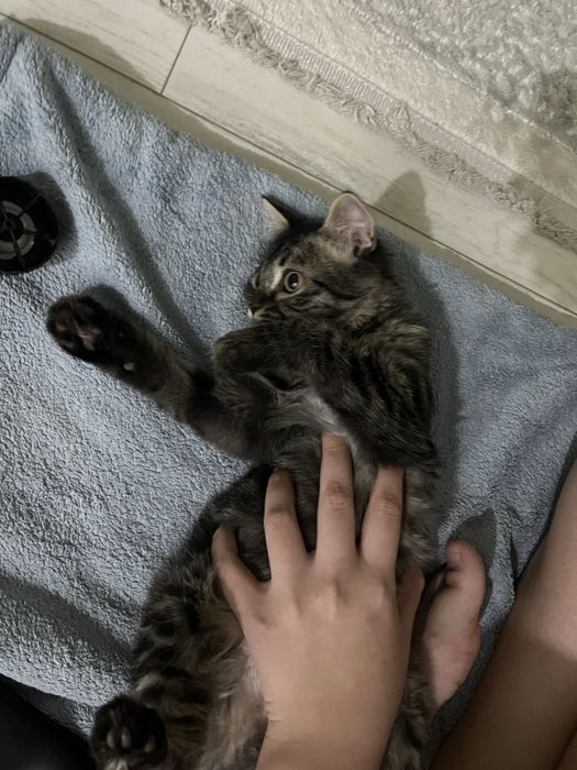 Котёнка Мальчик.