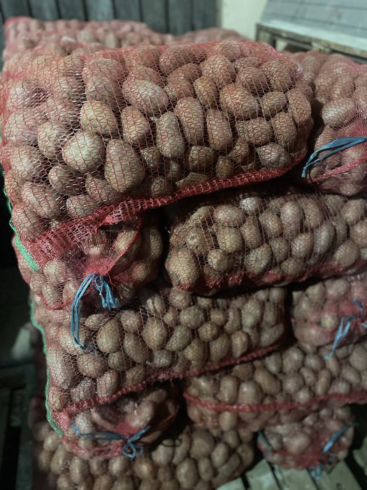 Cartofi de consum soi bellarosa. Recent sortati