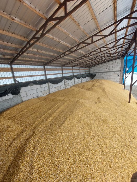 Porumb boabe de vanzare