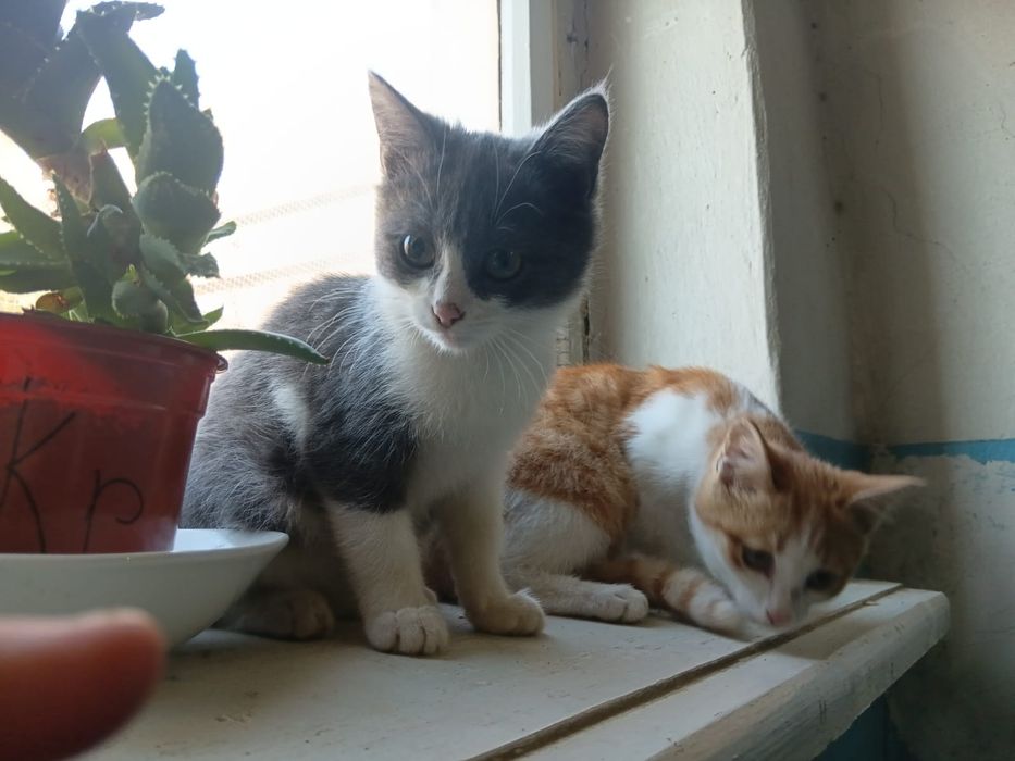 Котики ищут дом и родителей