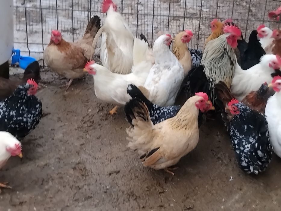 Vând pui si oua gaini pitice si gaini chaboo cu cocoși chaboo.