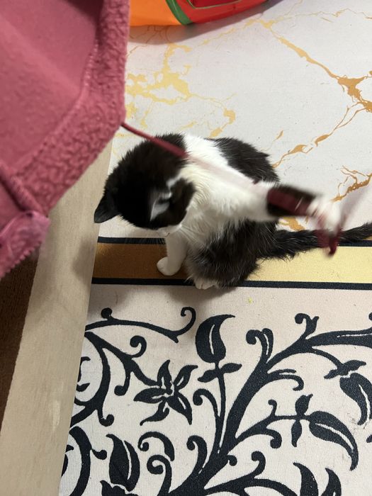 Отдам в добрые руки