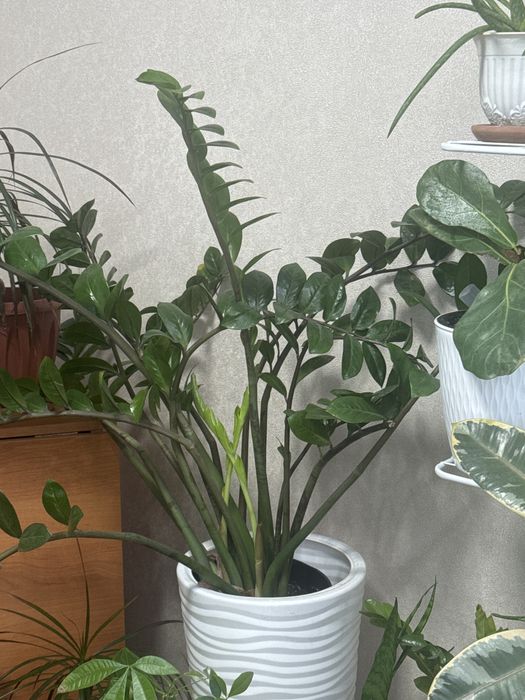 Комнатное растение замиокулькас