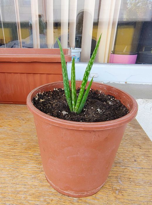 Продава Алое Вера - Лечебно  5 €