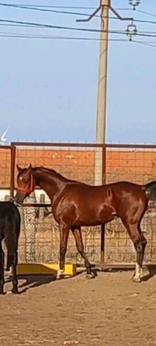 Vind harmăsar pur sânge arab