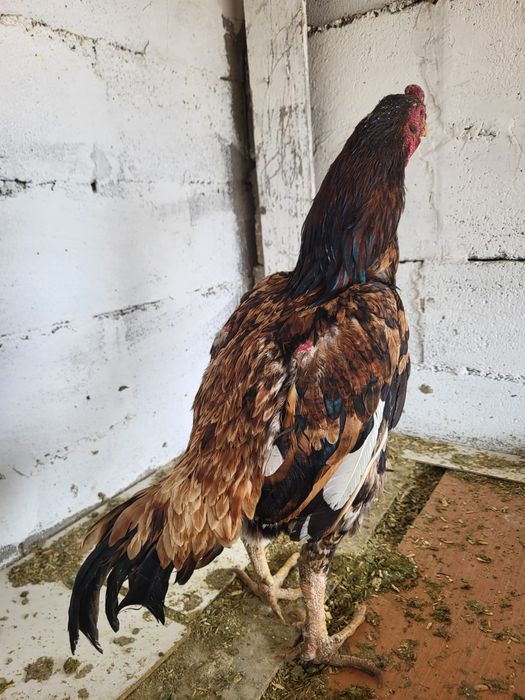 Сатамын тохапей кораз 12000