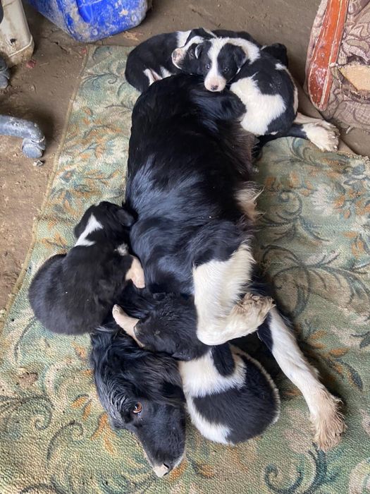 Қоңырау күшіктер сатылады