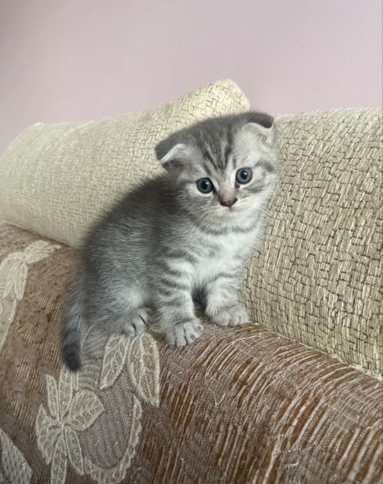 Шотландски котета
