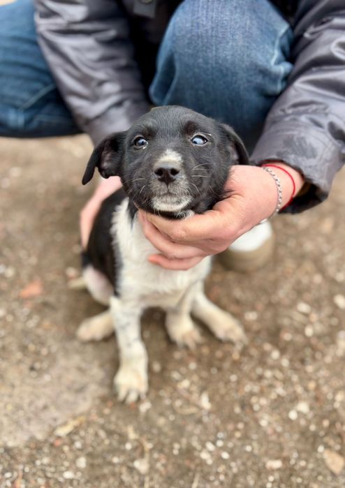 Отдадим щенят в добрые руки