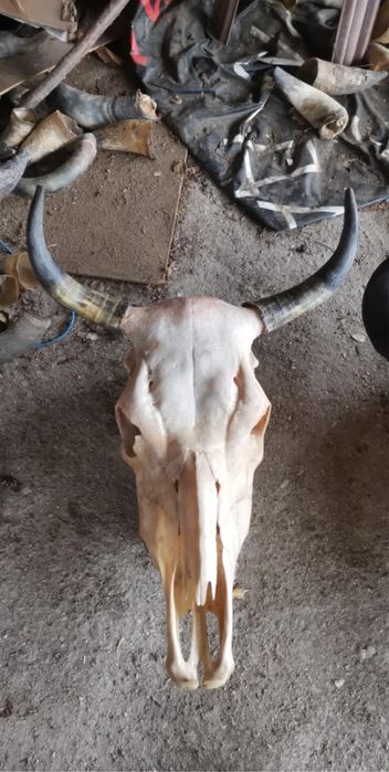 Черепи на бивол и  крава