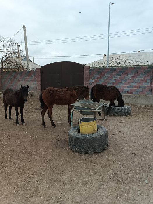 Яссмитрацукенгшщ