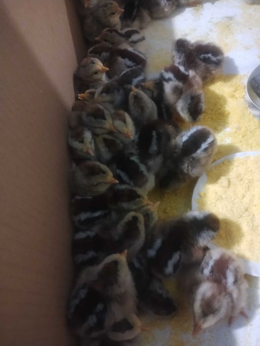 Vând pui găină de rasa italiană argintie